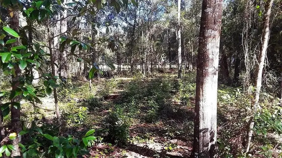 TBD NE 239th Place, Fort McCoy, FL 32134 - Image #2