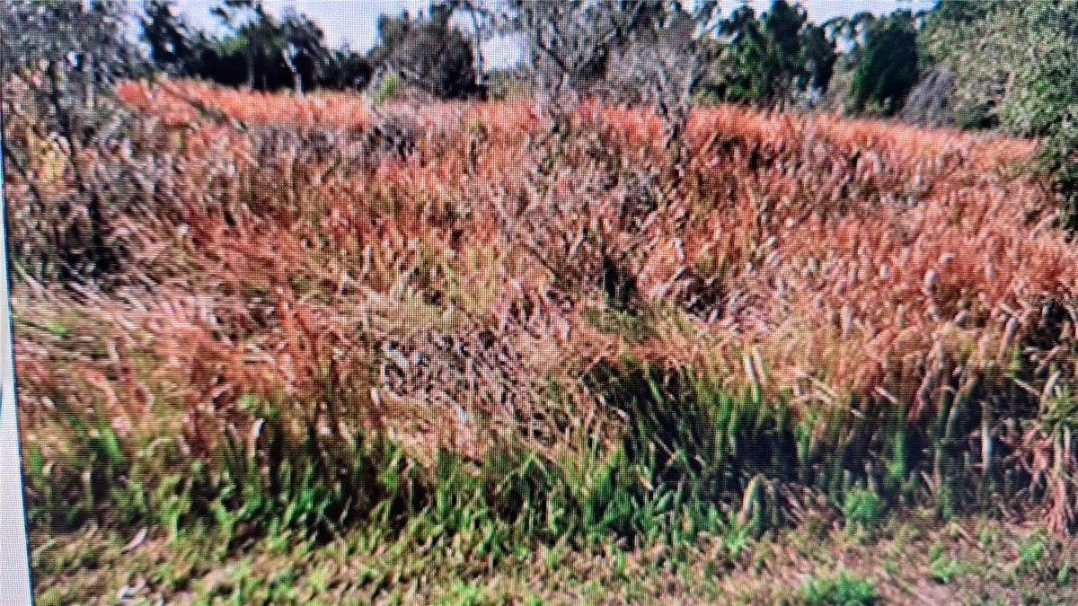 Jaylene Road, North Port, FL 34288 - Image #1