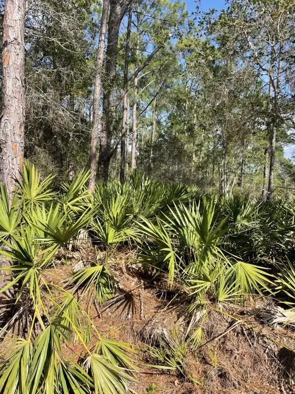 32 Fyfe Avenue, Debary, FL 32713 - #2
