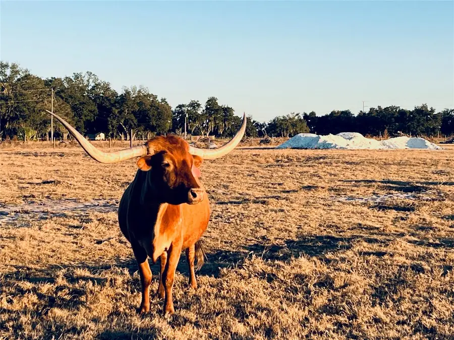 8153 Lily Co Rd, Arcadia, FL 34266 - #3