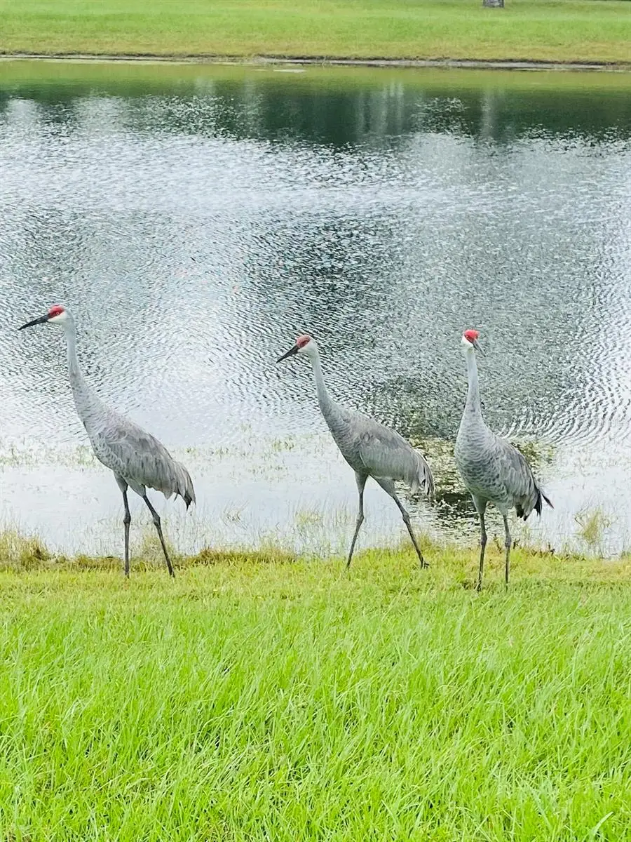 7 Reybell Ln, Palm Coast, FL 32164 - #3