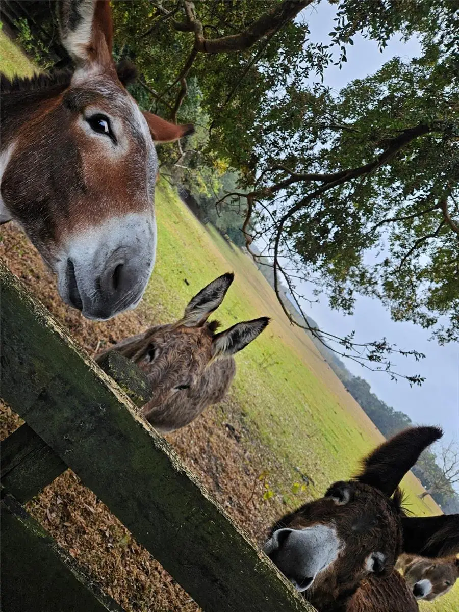 17457 SE 76th Flintlock Terrace, The Villages, FL 32162 - Image #3