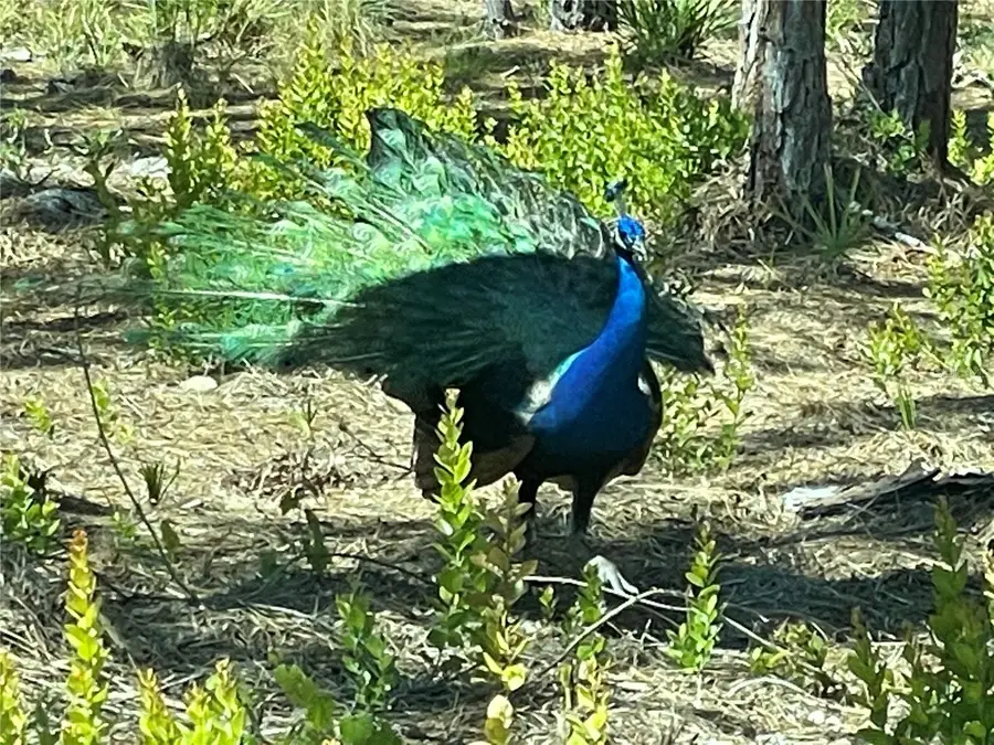 6438 Fuller Drive, Bokeelia, FL 33922 - #3