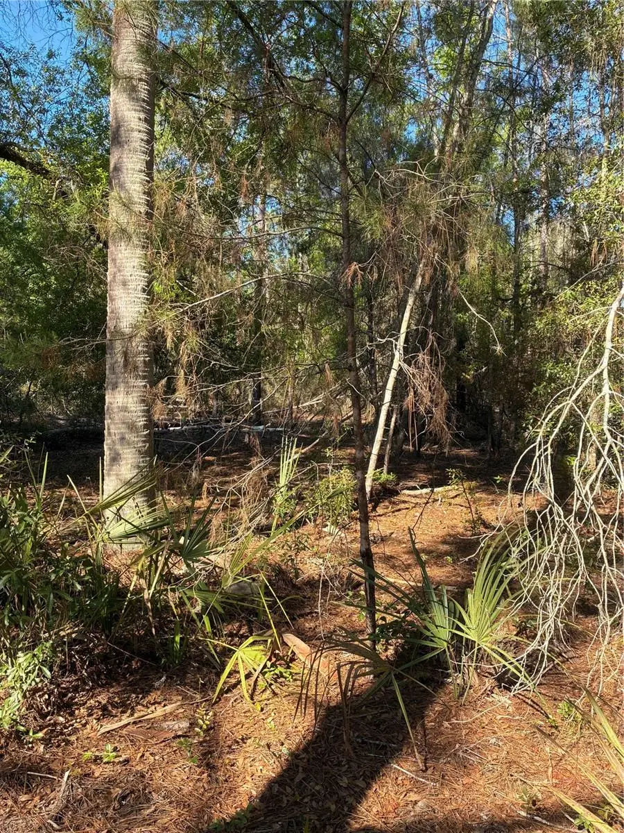 24533 Pink Panther Road, Paisley, FL 32767 - #3