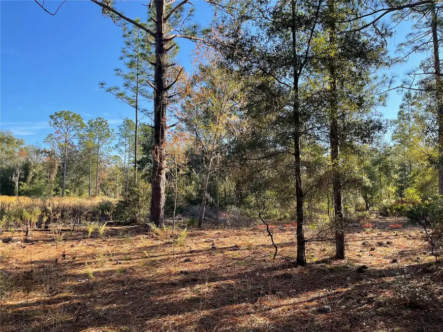 9650 NE 80th Street, Bronson, FL 32621 - Image #2