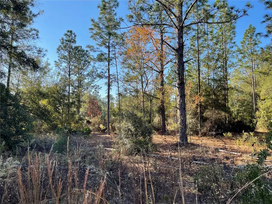 9650 NE 80th Street, Bronson, FL 32621 - Image #3