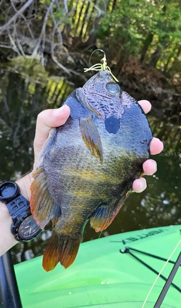 127 SE 930 Street, Old Town, FL 32680 - #3