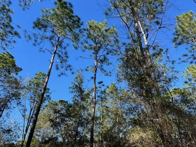 16091 SW 20th Lane, Ocala, FL 34481 - Image #3