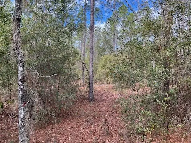 NW 16th Avenue, Bell, FL 32619 - #2