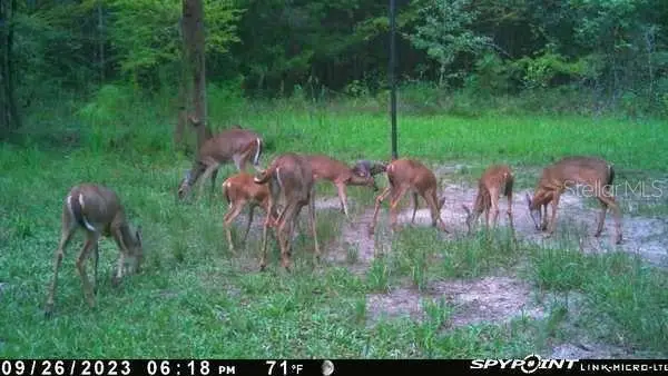 OFF NW 10 Place, Chiefland, FL 32626 - Image #2