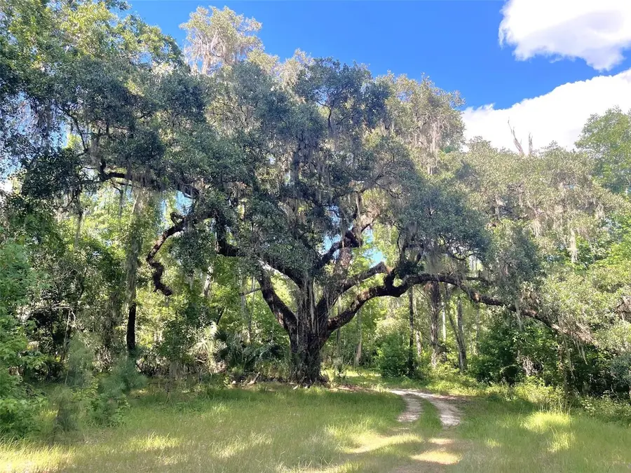 11804 SE County Road 234, Micanopy, FL 32667 - #3