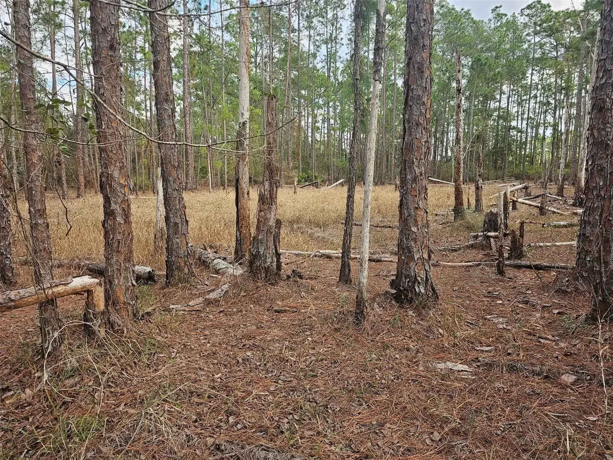 Chinaberry Street, Eustis, FL 32736 - #1