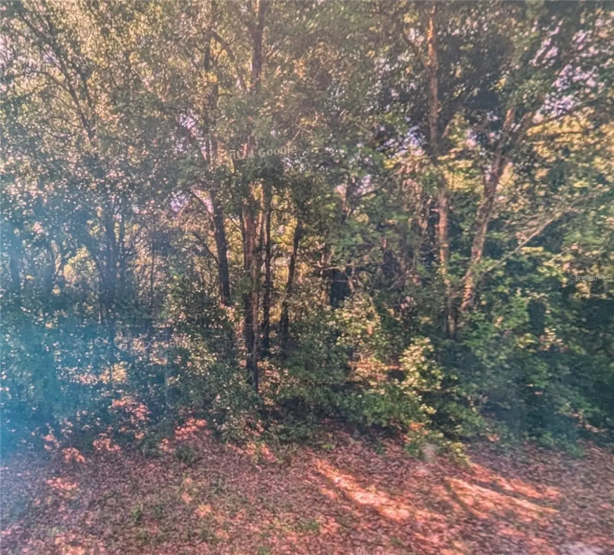 8973 N Bee Way, Dunnellon, FL 34434 - Image #1