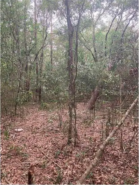 Virginia Road, ALTOONA, FL 32702