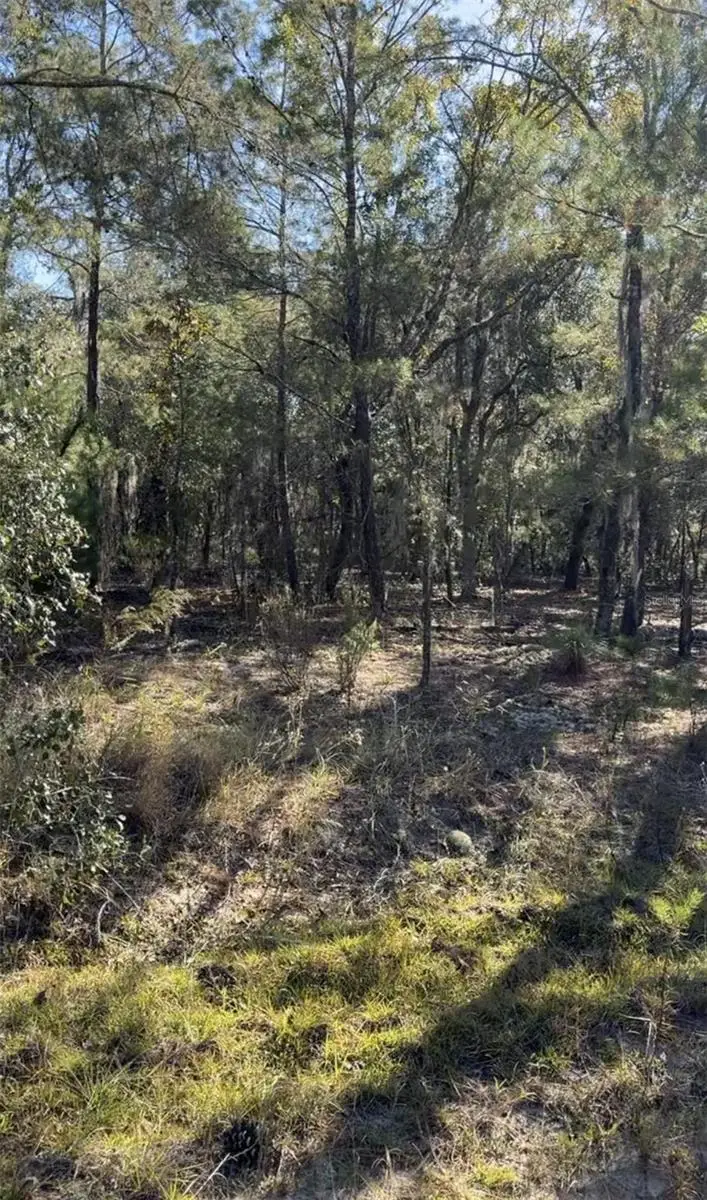 204 Wales Street, Interlachen, FL 32148 - #2