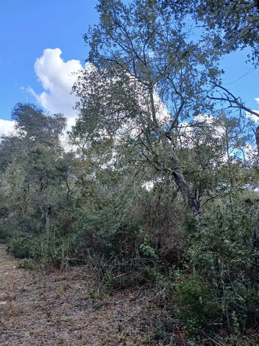 TBD NE 234 Th Place #Lots 19.20.21, Fort McCoy, FL 32134 - #3