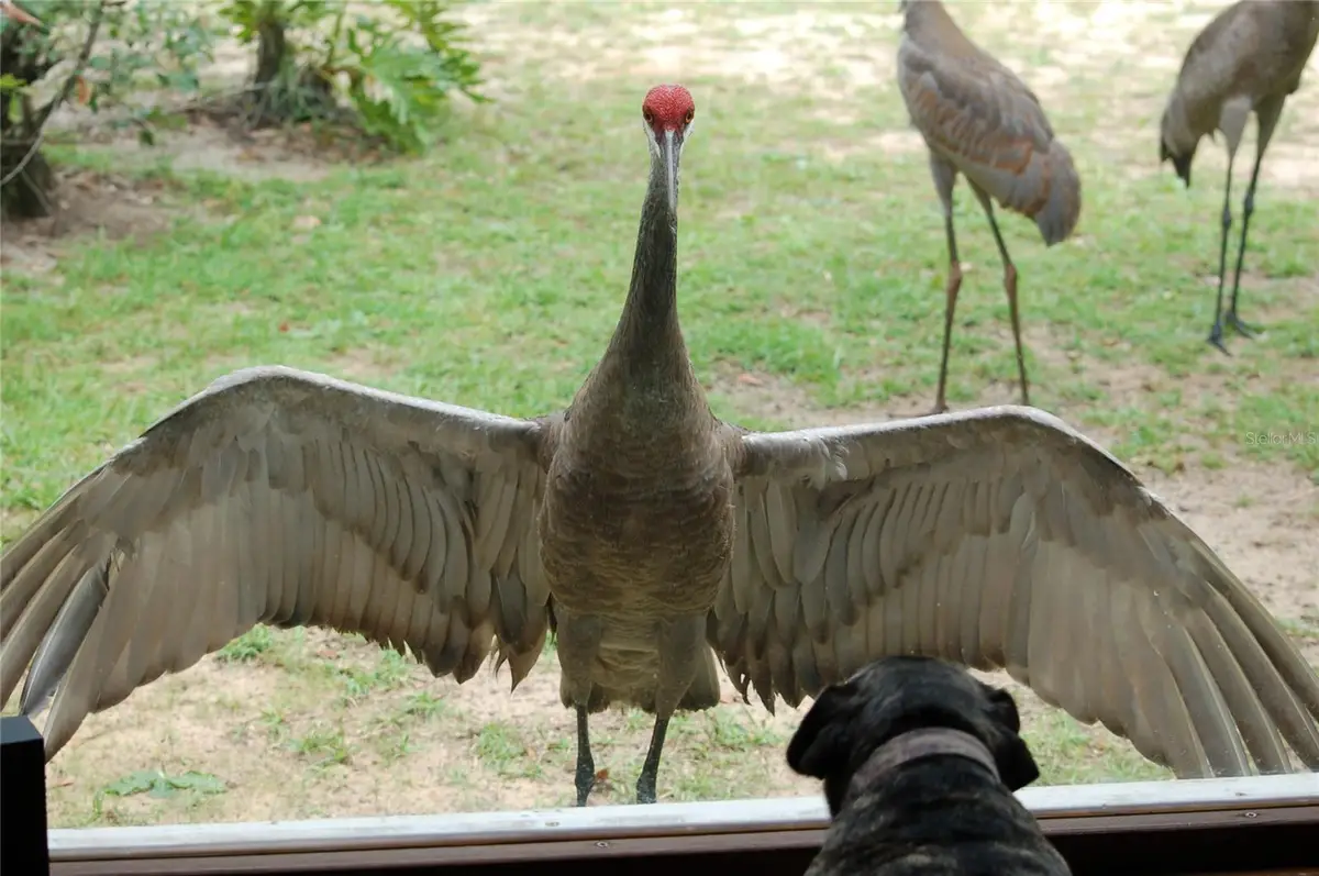 13668 NE 226th Avenue Road, Salt Springs, FL 32134 - #1