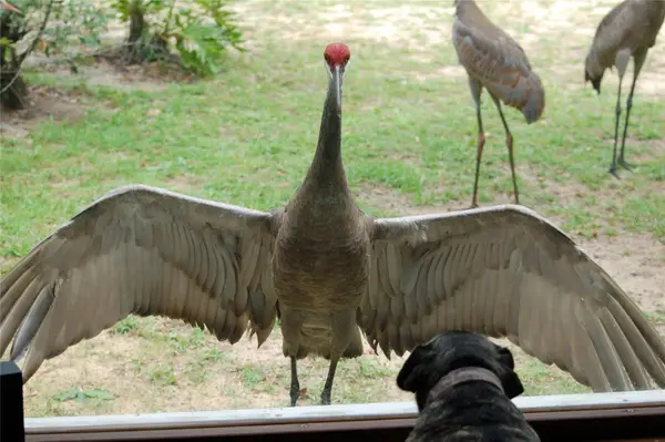 13668 NE 226th Avenue Road, SALT SPRINGS, FL 32134