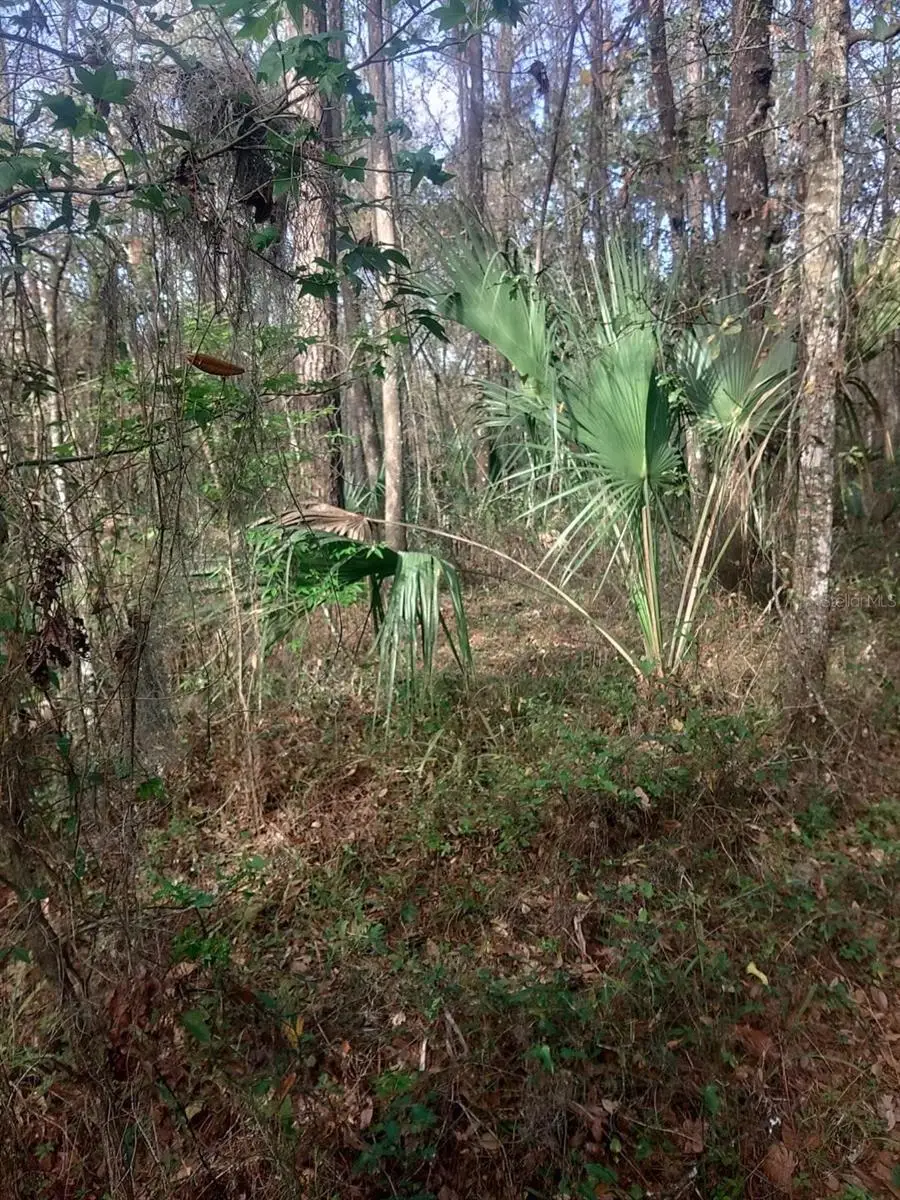 18954 County Rd 329, Micanopy, FL 32667 - #3