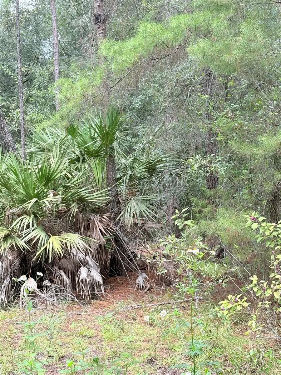 TBD NE 237th Place, Fort McCoy Anthony, FL 32134 - #1
