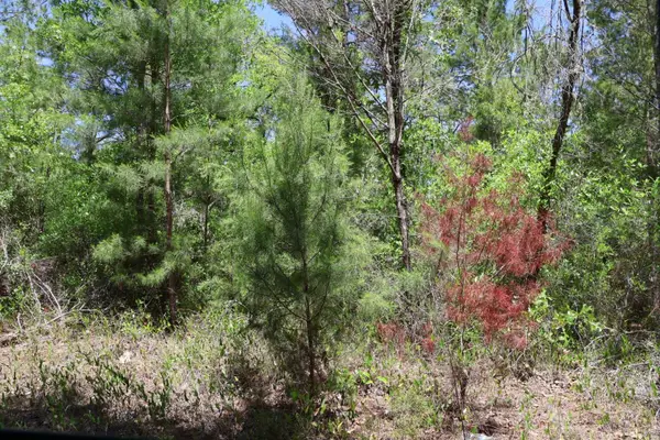 TBD SW 157th Lane, DUNNELLON, FL 34432
