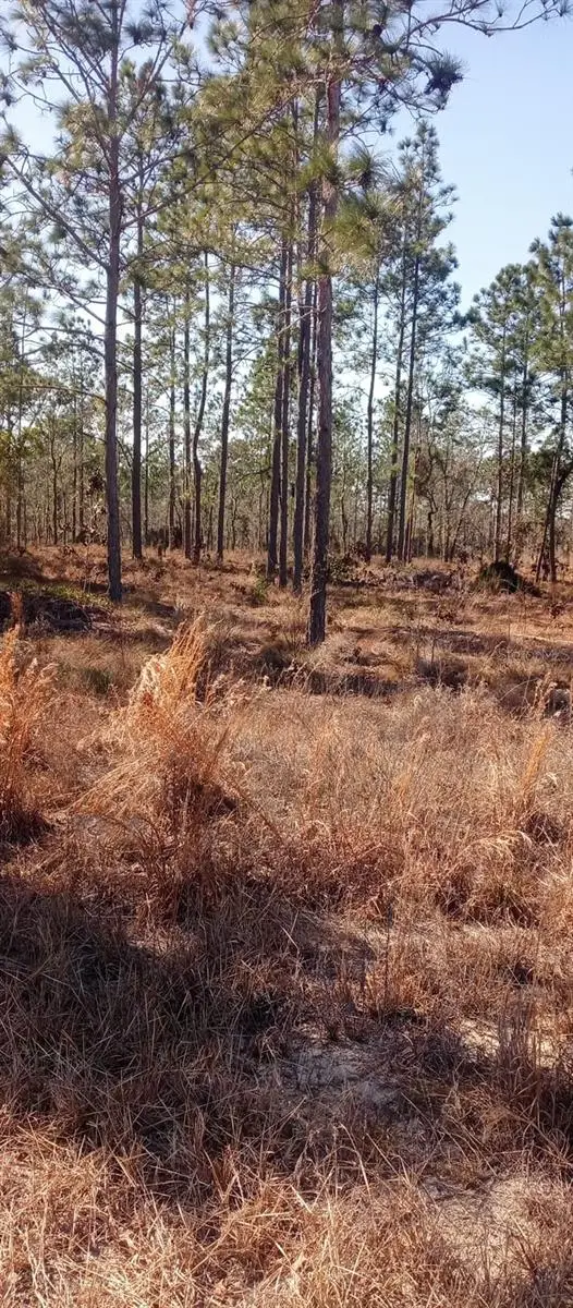 00 NE 151st Avenue Ne, Williston, FL 32696 - #3