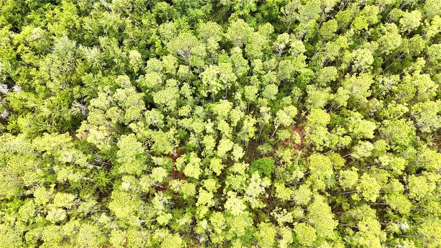 Sweet Gum Road, Glen Saint Mary, FL 32040 - #3