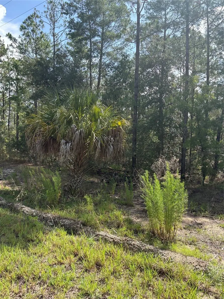 TBA Redwing Road, Dunnellon, FL 34431 - #3