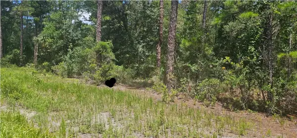 0 NE 132nd Pl, CITRA, FL 32113