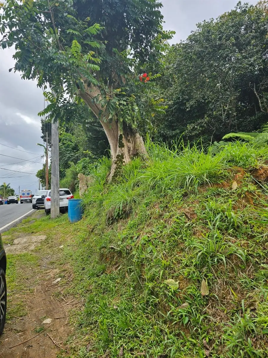 Bo Mulas Parc B, Carr 179 Km.hm 20.9, Aguas Buenas, PR 00703 - Image #1