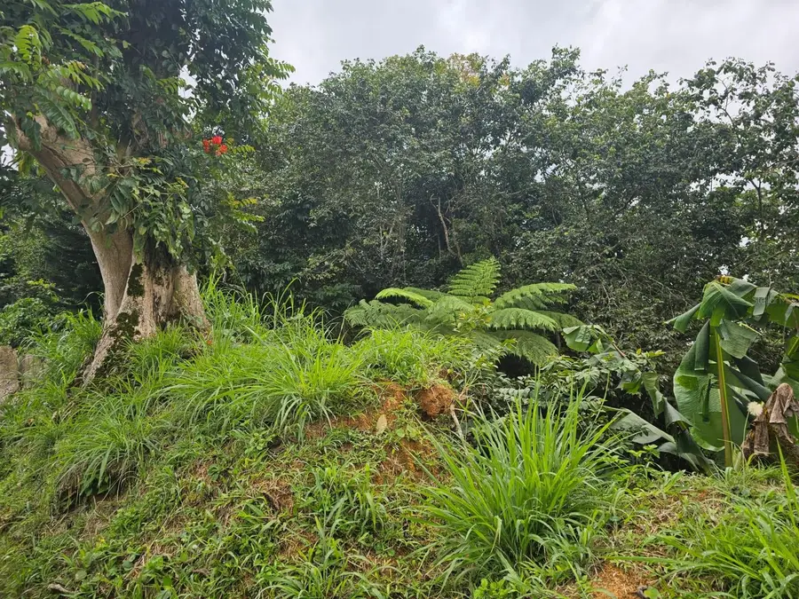 Bo Mulas Parc B, Carr 179 Km.hm 20.9, Aguas Buenas, PR 00703 - Image #2