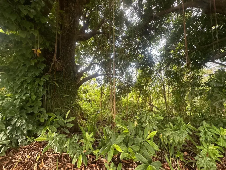 Carr. 351 Bo. Ro Caas, Mayaguez, PR 00680 - Image #2