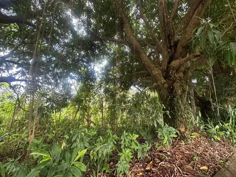 Carr. 351 Bo. Ro Caas, Mayaguez, PR 00680 - Image #3