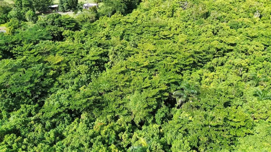 Carr 160 Km. Hm 10.6 Sect. La Gallera Bo Almirante, Vega Baja, PR 00693 - Image #3