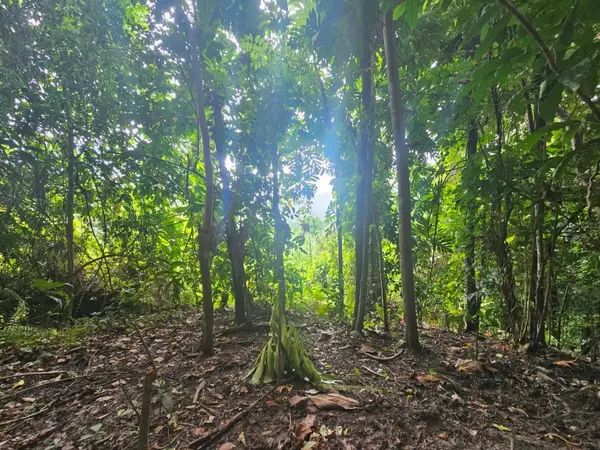 PR 970 Maizales Ward, NAGUABO, PR 00718