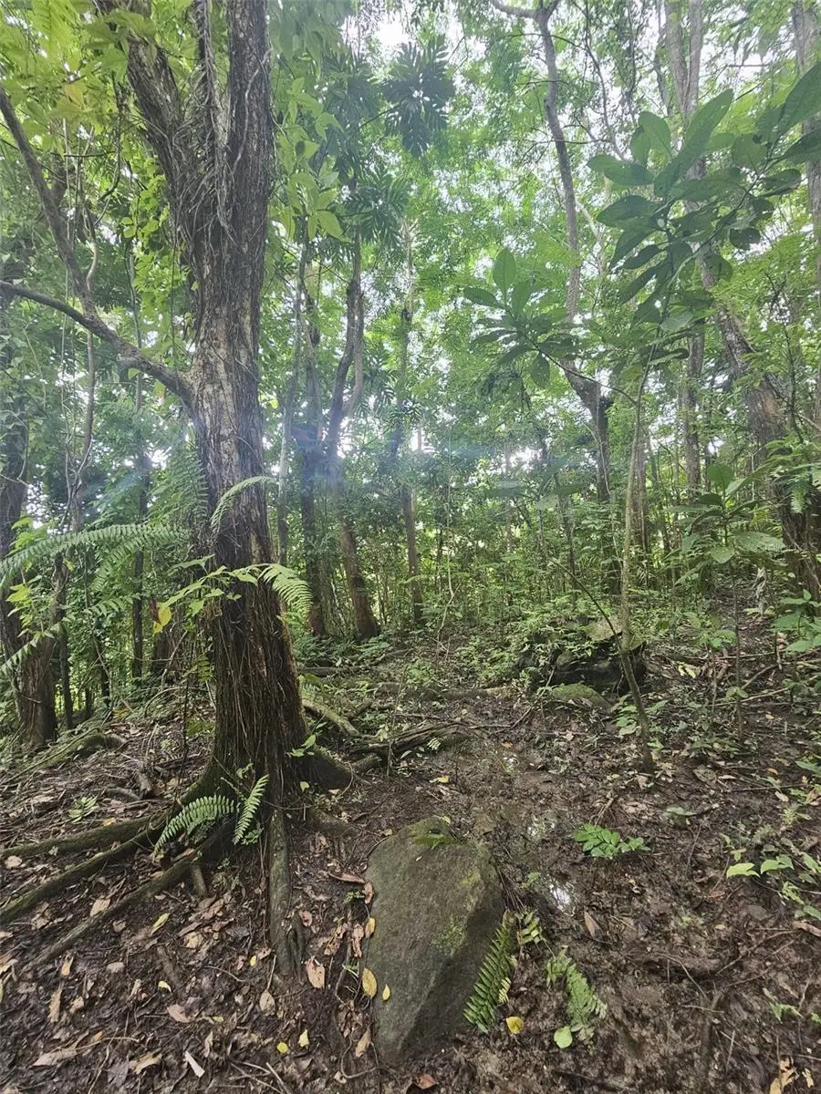 PR 970 Maizales Ward, Naguabo, PR 00718 - #3