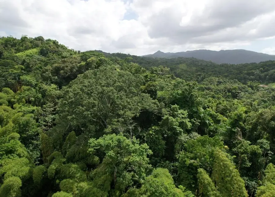 14, Camino Frank Ortiz Km 12.3, Mayaguez, PR 00680 - #3