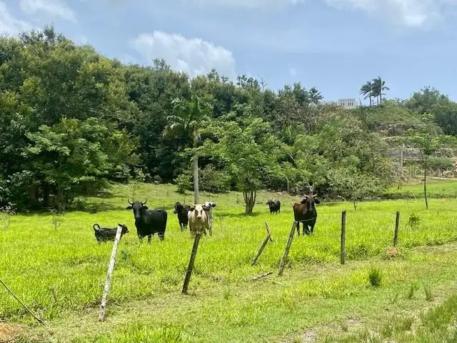 PR 155 Ramal 646, Vega Baja, PR 00693 - #1