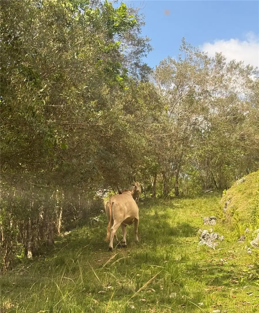 PR 6684 BUENA VISTA Km Hm 2.5, Morovis, PR 00687 - #2
