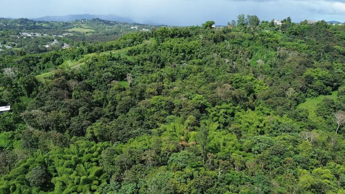 Pr-183, San Lorenzo, PR 00754 - #1