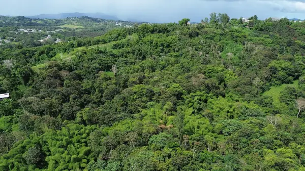 Pr-183, SAN LORENZO, PR 00754