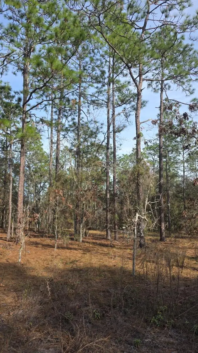 0 NW Alvarez Rd N Nw Alvarez Rd Highway, Dunnellon, FL 34431 - #1