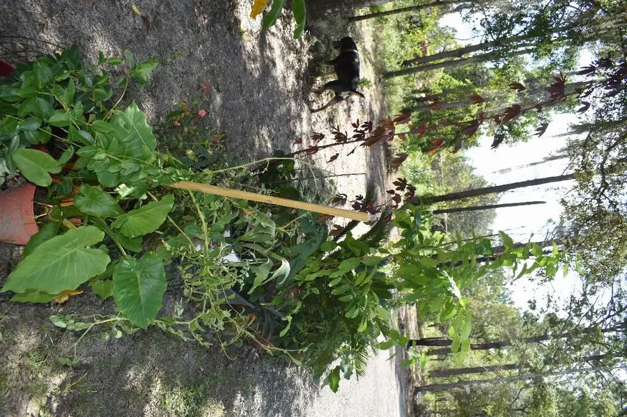 13230 NE 9th Street, Williston, FL 32696 - Image #3