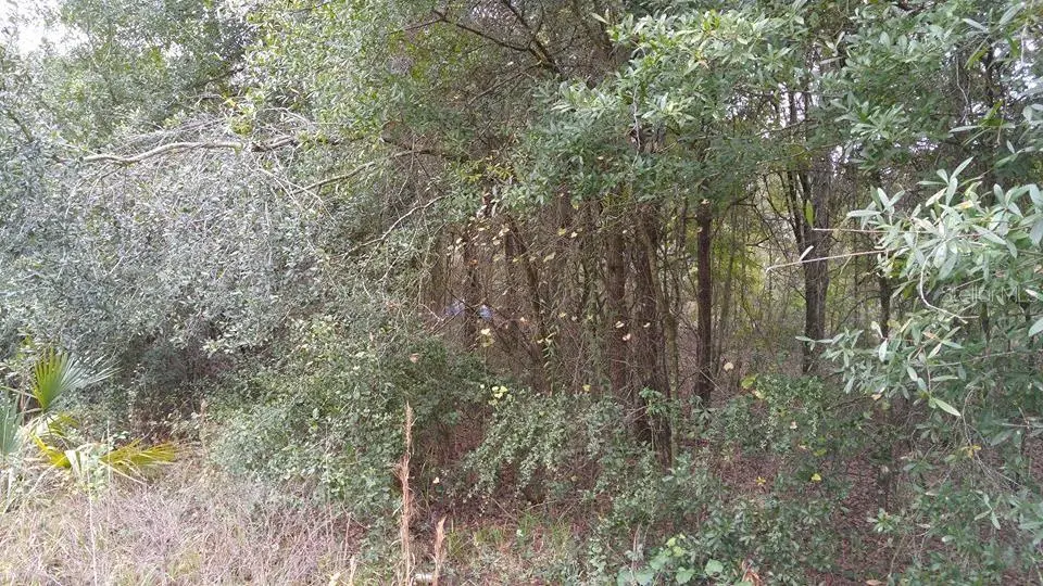 Rolling Meadow, Land O Lakes, FL 34639 - Image #1