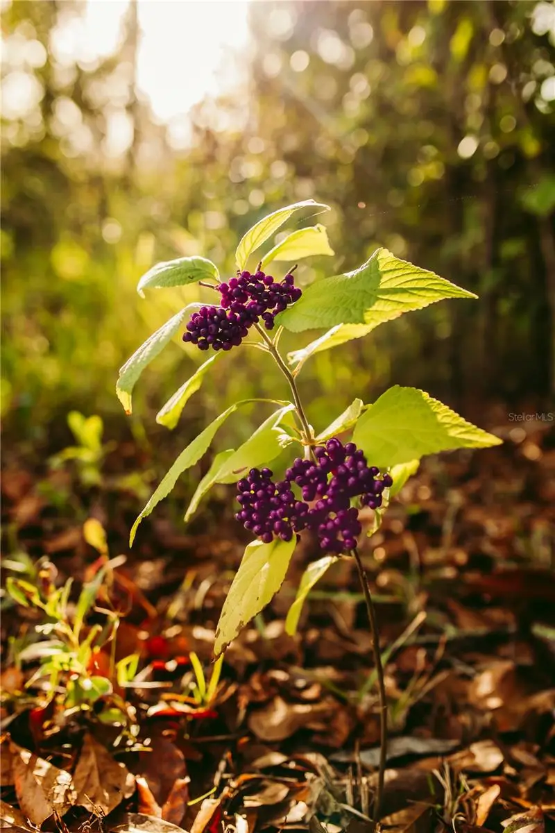 5812 N Dormany Road, Plant City, FL 33565 - #2