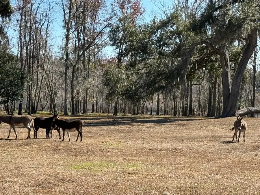 37214 Hester Road, Dade City, FL 33525 - #2