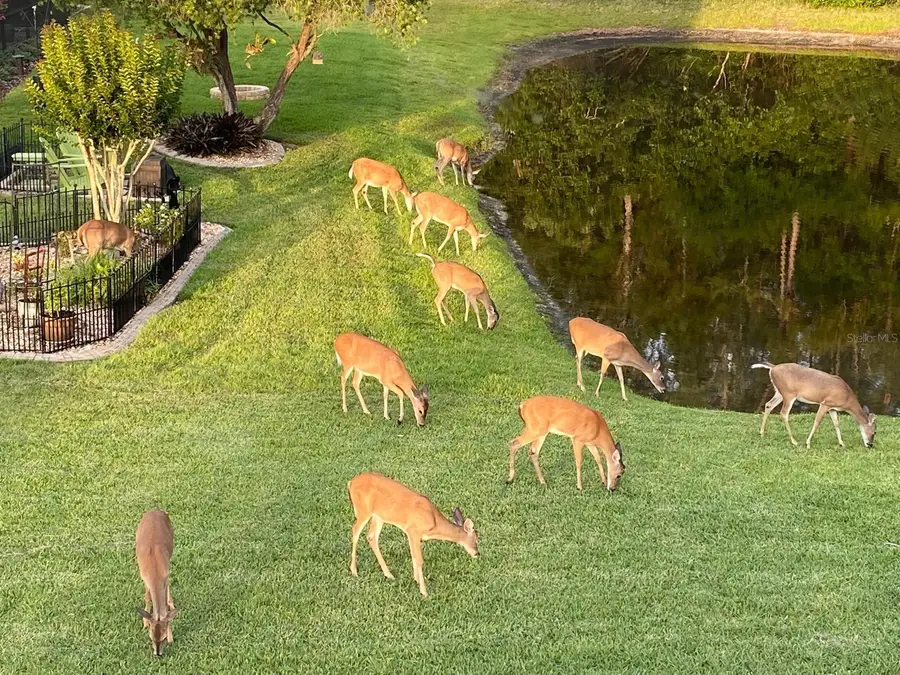 13106 Royal George Avenue, Odessa, FL 33556 - #3