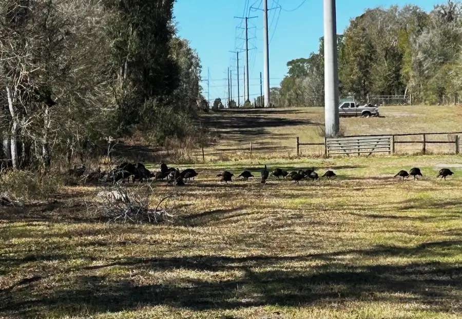 Tumbleweed Trail, Brooksville, FL 34604 - #3