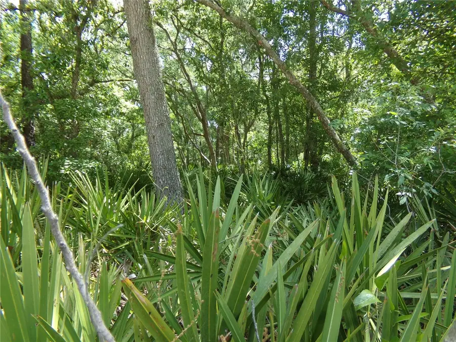 00 Cashew Drive, Webster, FL 33597 - #2