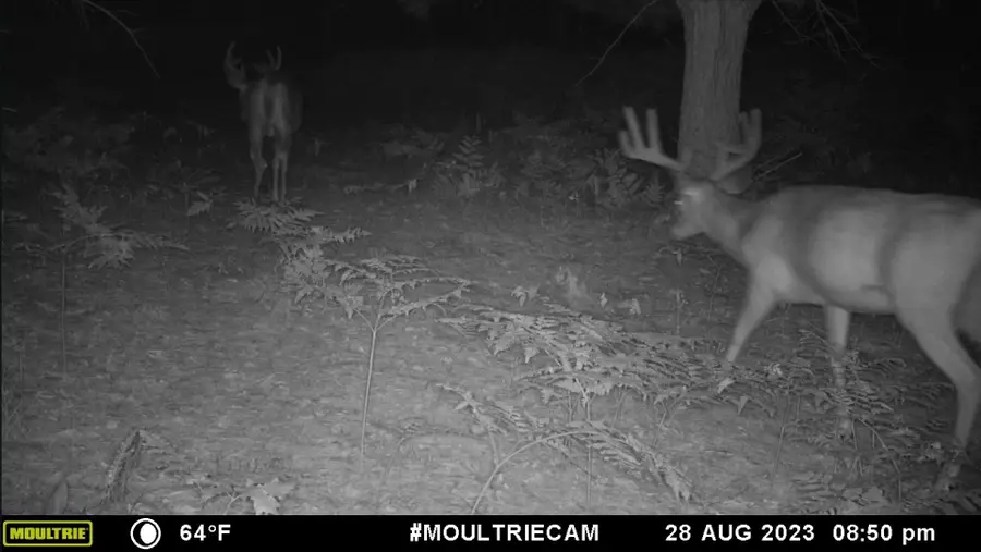 V/L 118A Townline Road, Free Soil, MI 49411 - Image #2